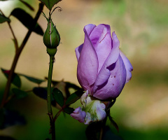 BLÜTE