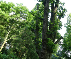 crooked meadow or crooked tree? ;-)