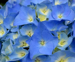Hortênsia