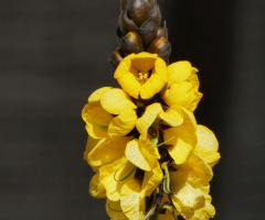 blossom