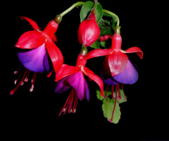 BLÜTEN