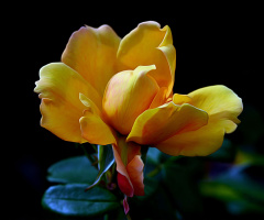TULPE