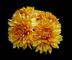 BLÜTEN