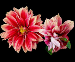 BLÜTEN
