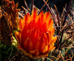 Fall Colors In The Arizona Desert