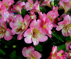 BLÜTEN