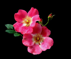 BLÜTEN
