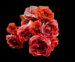 BLÜTEN