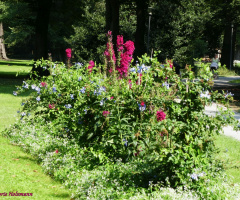 small field of flowers