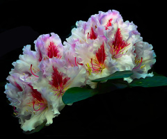 BLÜTEN