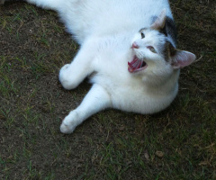 Neighbour's cat 