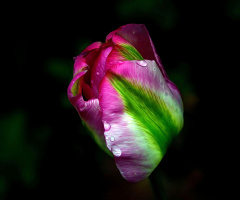BLÜTE