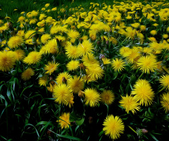 BLÜTEN
