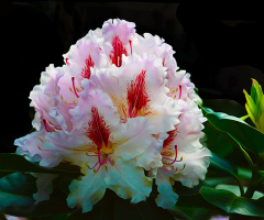 BLÜTEN