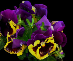 BLÜTEN