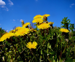 BLÜTEN