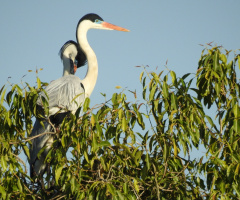Top of tree