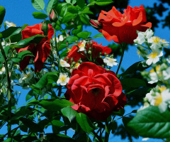 BLÜTEN