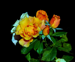 BLÜTEN