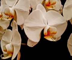 Wanda's orchids 