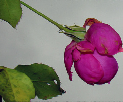 BLÜTE