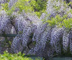 Wisteria sinensis