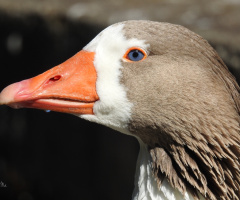 Goose 