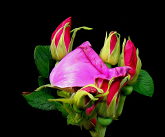 BLÜTEN