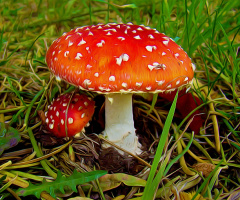 PILZE