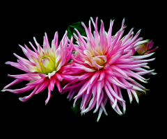 BLÜTEN