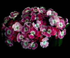 BLÜTEN