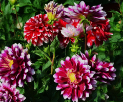 BLÜTEN