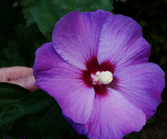 blossom