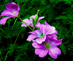 BLÜTEN
