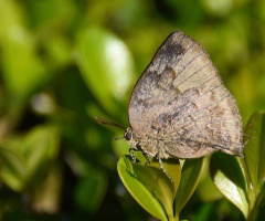 Mini butterfly 