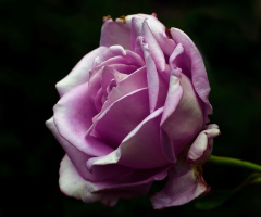 BLÜTE