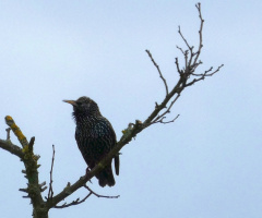 lonely singer