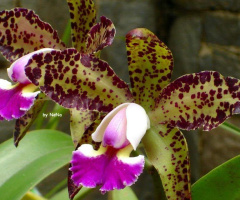 Orchids