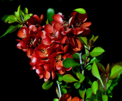 BLÜTEN