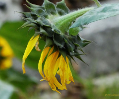 the last sunflower