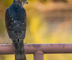 Cooper's Hawk