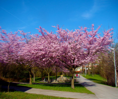 FRÜHLING