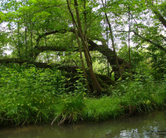 Taubergießen nature reserve