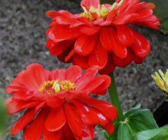 Zinnia