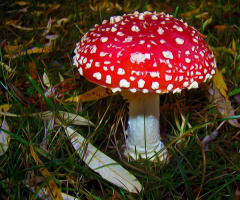 PILZ