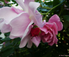 blossoms