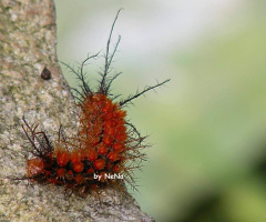 Macro