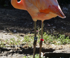 flamingo