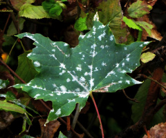 Fungal attack ?
