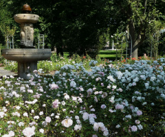 rose Garden